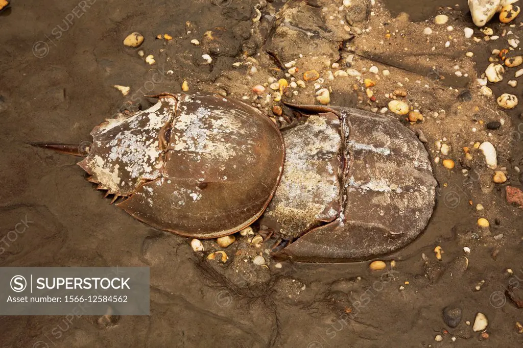 Atlantic horseshoe crab, Limulus polyphemus, found along the American Atlantic coast and in the Gulf of Mexico, coming ashore to breed, Delaware bay, ...