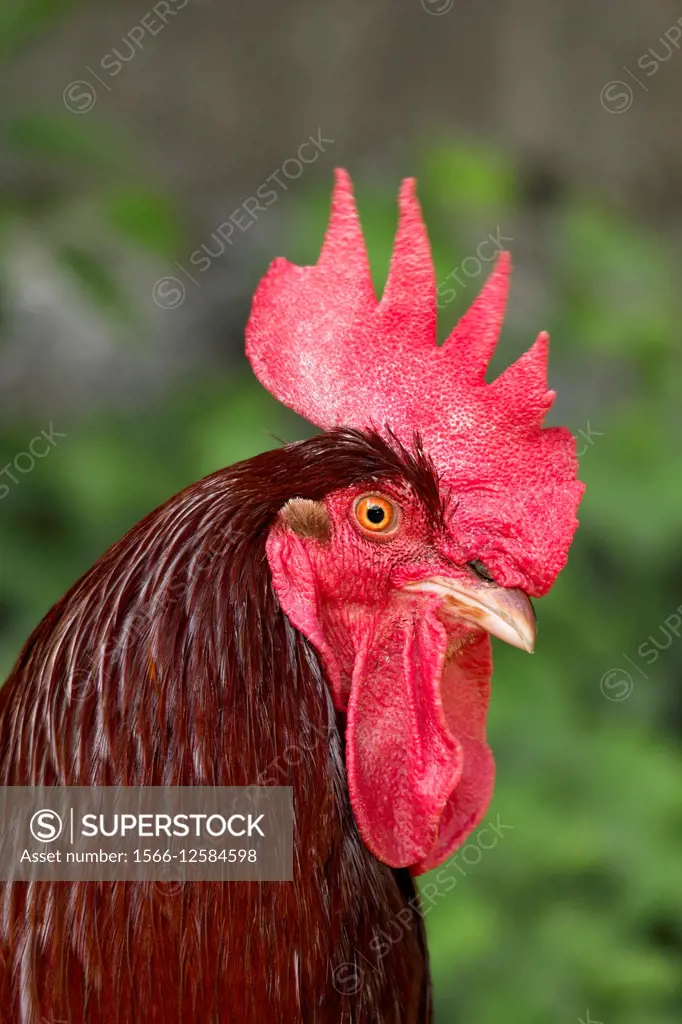 Portrait of a rooster.
