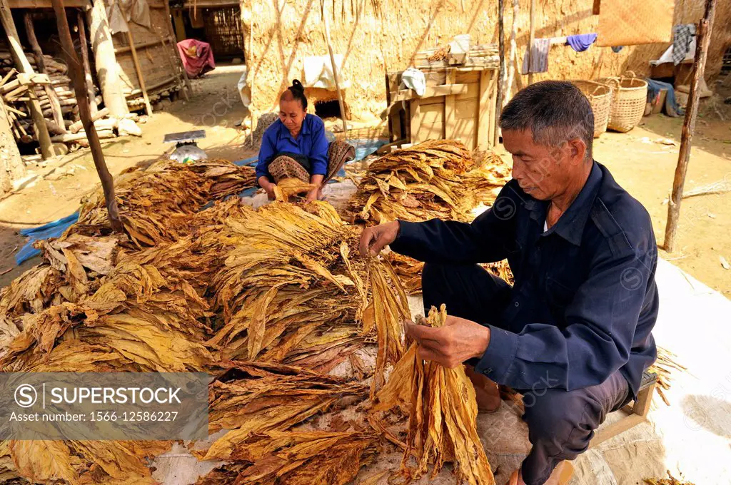 sorting and bunching of tobacco leaves, village around Nong Khiaw, District of Luang Prabang, Northern Laos, Southeast Asia.