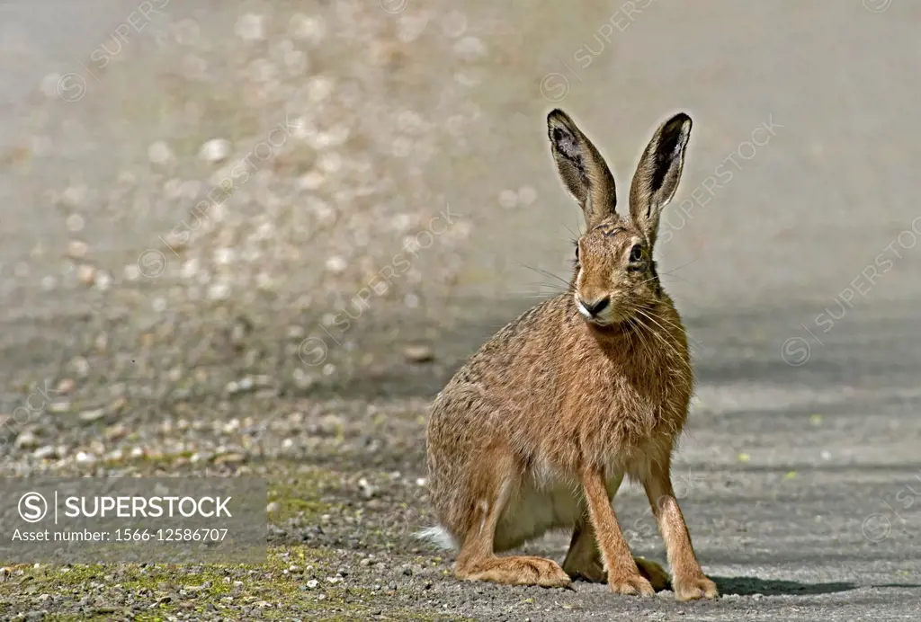 European Brown (Common) Hare- Lepus europaeus.