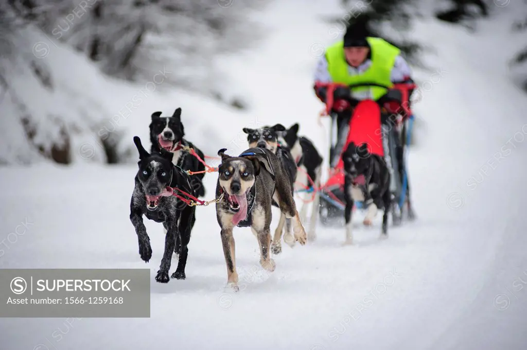 A sled dog participant team racing for the 2013 Border Rush competition in the Izery mountains, Poland