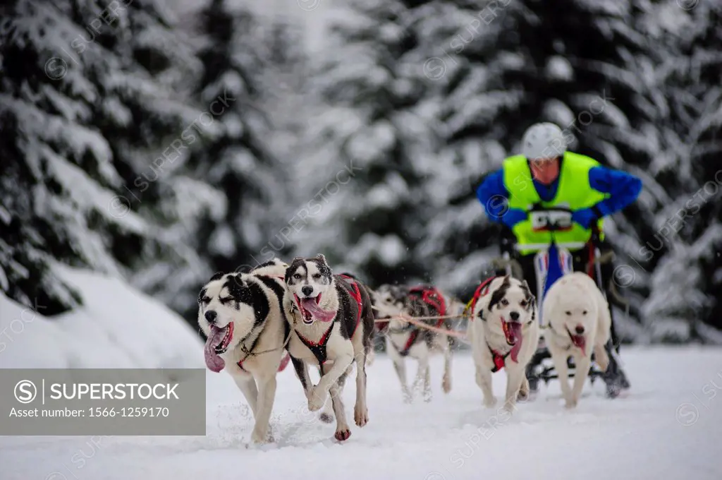 A sled dog team racing at the Husqvarna Tour Border Rush competition in Jakuszyce, Poland