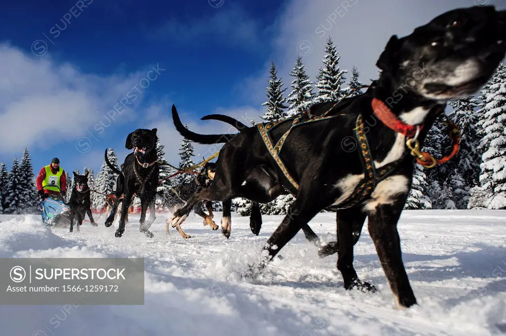 A sled dog team in the Border Rush race in the Izery Mountains, Jakuszyce, Poland