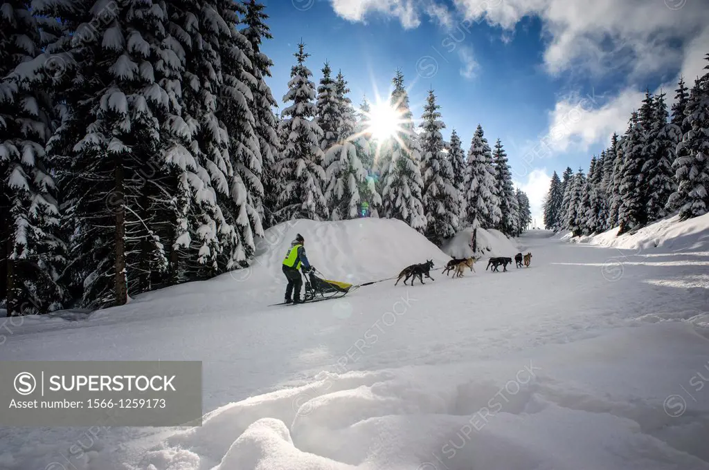 The 2013 Border Rush Sled dog competition takes part in the stunning scenery of the Izery mountains, Poland