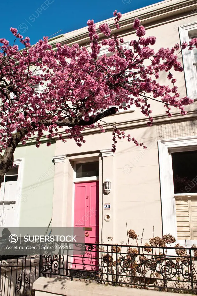 Cherry blossom and terraced houses, Portobello Road, Notting Hill, London, W11, UK