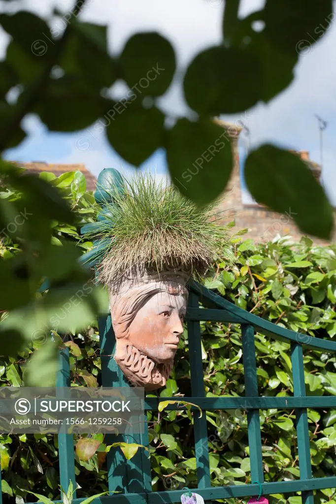 Grassy head sculpture Festuca glauca ´Elijah Blue´, Ashford Kent England.