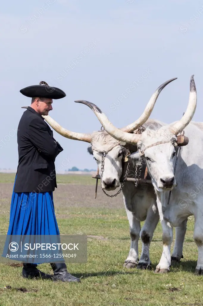 Hungarian Grey Cattle or Hungarian Steppe Cattle (bos primigenus hungaricus), an old and hardy rare cattle breed. For tourists the cattle is still use...