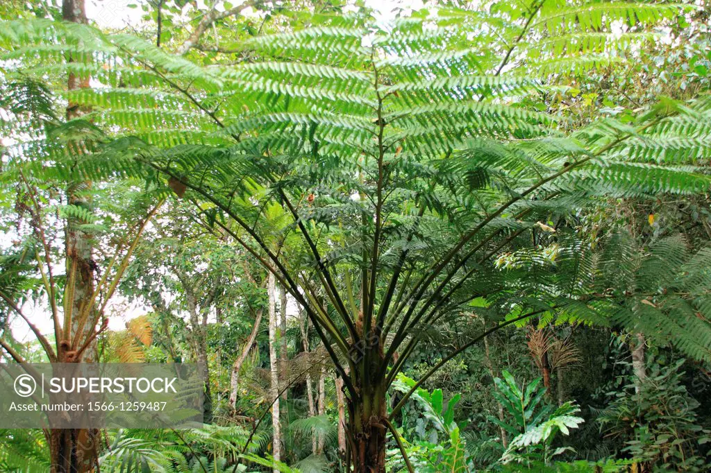 Arborescent ferns Venezuela