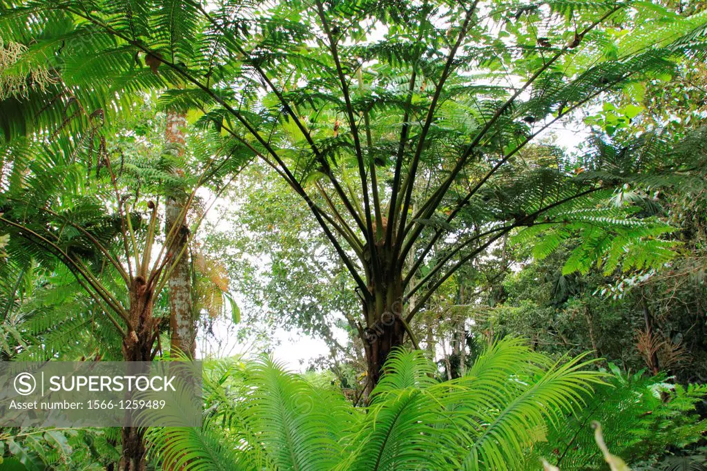 Arborescent ferns Venezuela