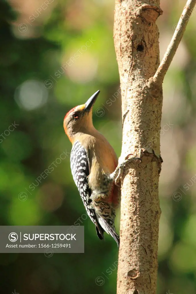 Red-crowned Woodpecker Melanerpes rubricapillus Carpintero habado Venezuela
