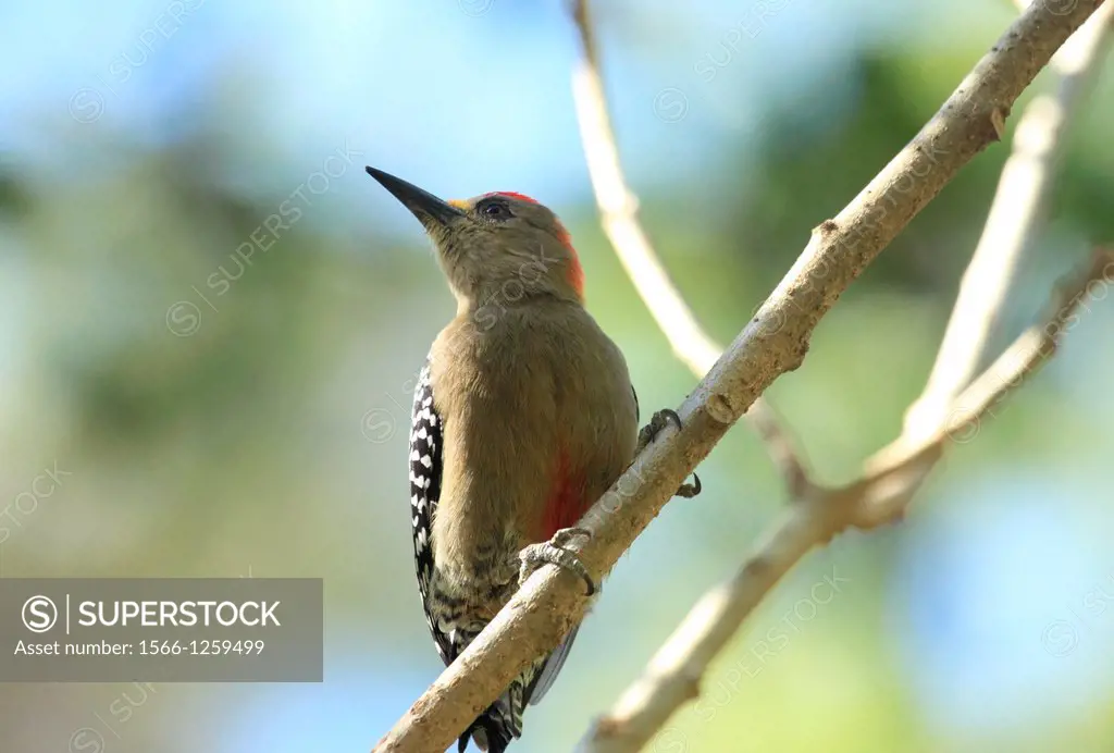 Red-crowned Woodpecker Melanerpes rubricapillus Carpintero habado Venezuela
