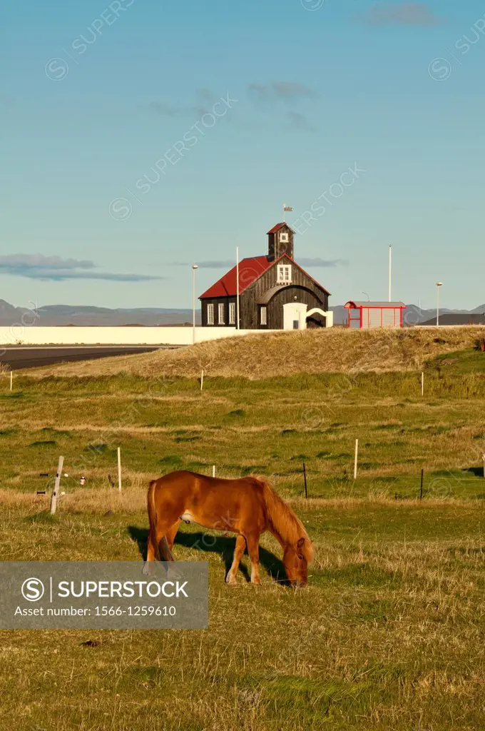 Icelandic horse in the rural Reykjanes Peninsula, Iceland