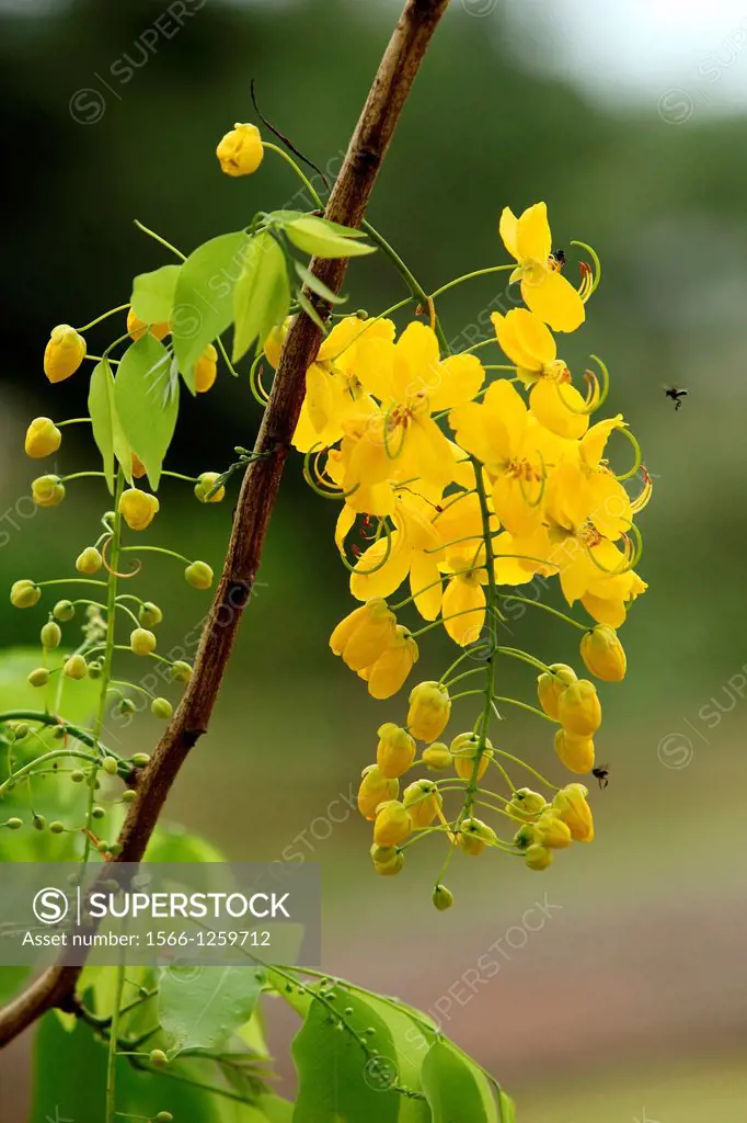 Blossom from the golden shower tree, Borneo.