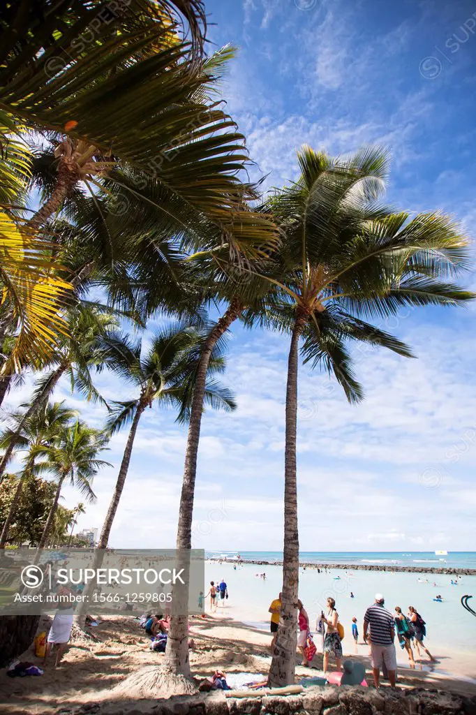 Palm trees in Waikiki Beach, Honolulu, Oahu, Hawaii