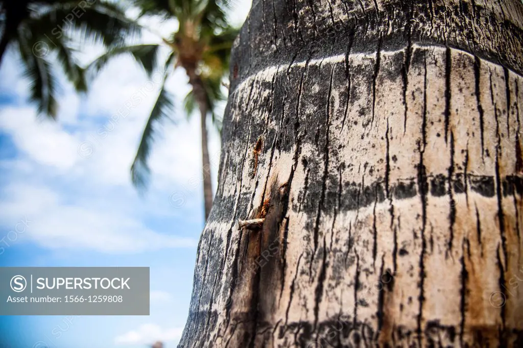 Palm trunk, Waikiki Beach, Honolulu, Honolulu, Oahu, Hawaii