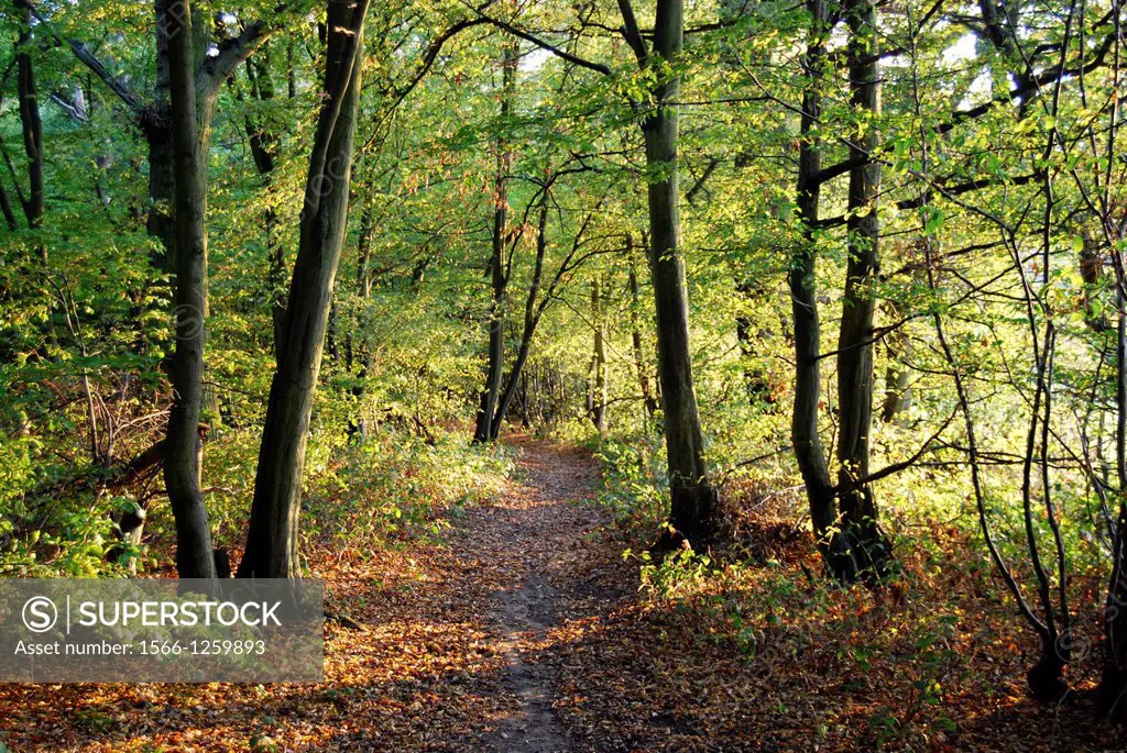 Path through Mad Bess Wood near Ruislip, north-west London, England, on a bright Autumn / Fall day