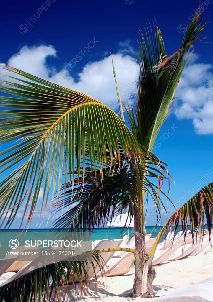 A palm plant decorates a beautiful white sand beach on a Caribbean island