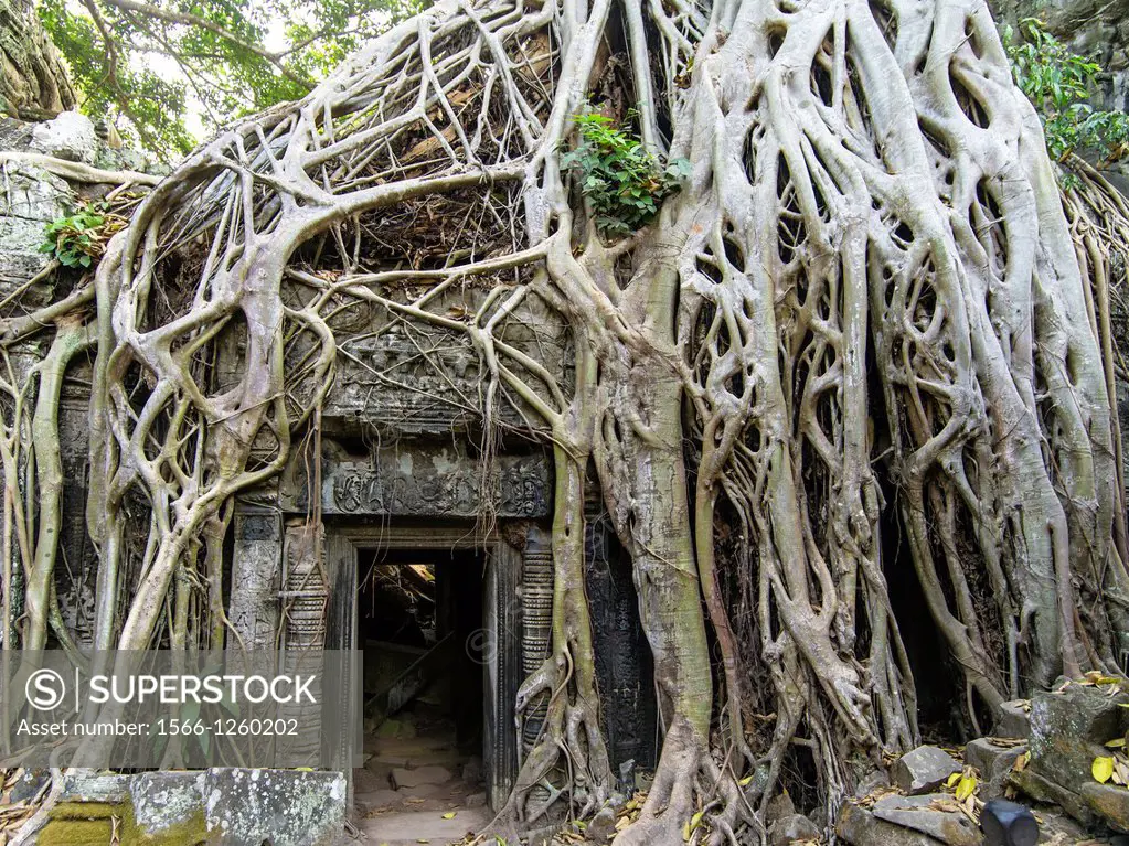 Ta Prohm is the modern name of a temple at Angkor, Siem Reap Province, Cambodia, built in the Bayon style largely in the late 12th and early 13th cent...