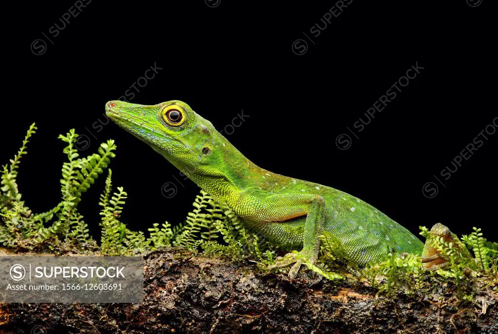 Boulenger Green Anole lizard (Anolis chloris), Iguana family (Iguanidae), Amazon rainforest, Yasuni National Park, Ecuador.