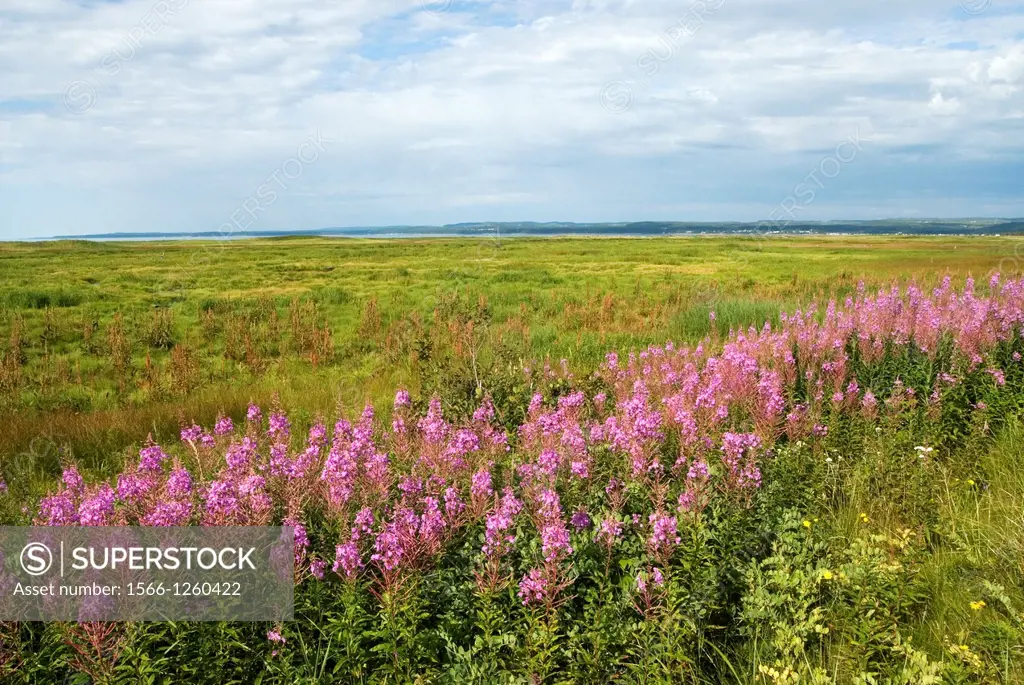 Saint-Lawrence River bank, Cote-Nord region, Quebec province, Canada, North America