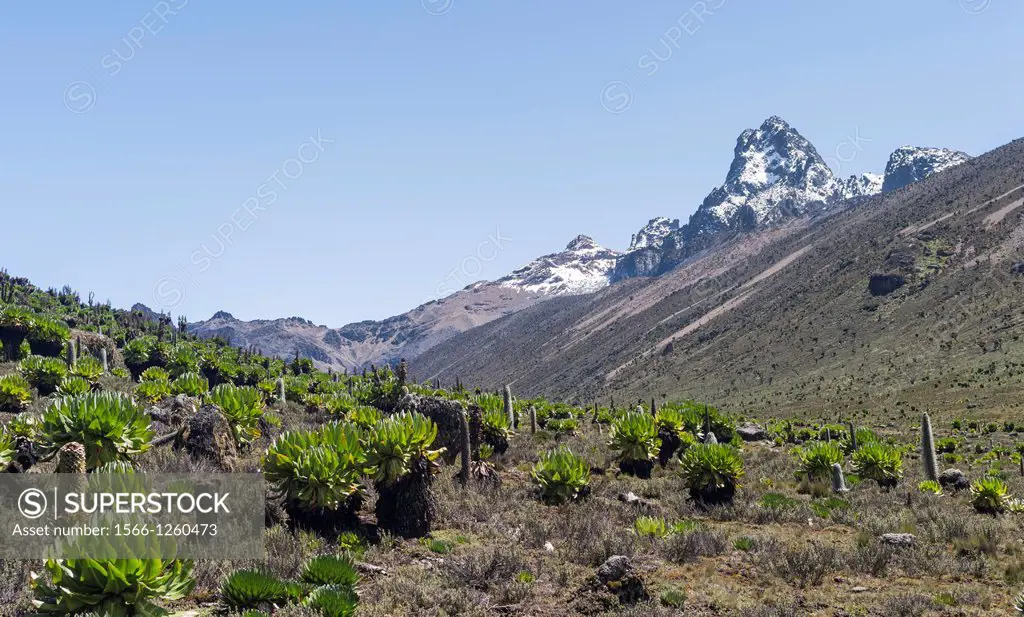 Mount Kenya national park in the highlands of central Kenya, a UNESCO world heritage site. The central part of Mount Kenya with Batian and Nelion seen...
