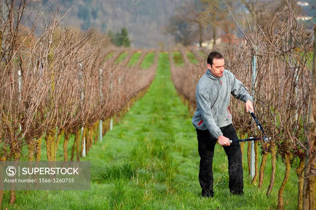 Farmer pruning vineyard, Txakoli, Gipuzkoa, Basque Country, Spain.