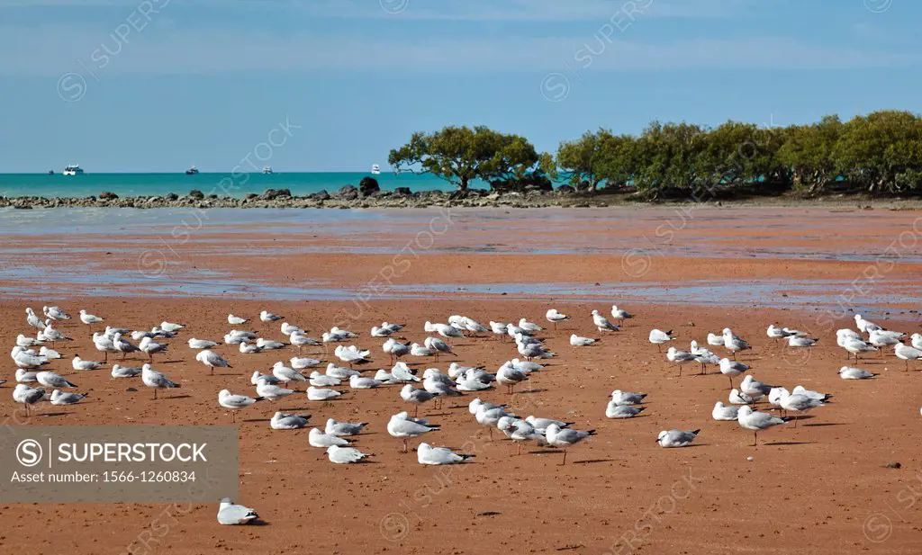 Western Australia, Broome, Roebuck Bay, sea gulls sheltering on sand bar in the tropical, marine embayment