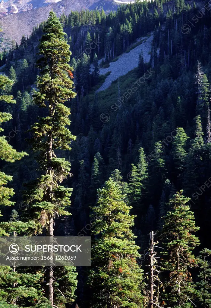 Forest in Hunts Creek drainage, Mount Jefferson Wilderness, Willamette National Forest, Oregon