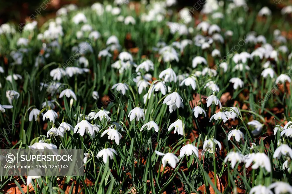 field of pretty snowdrops, first sign of Spring