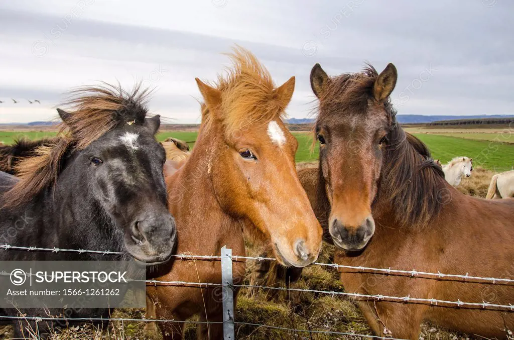 Icelandic horse standing on pastureland  Iceland