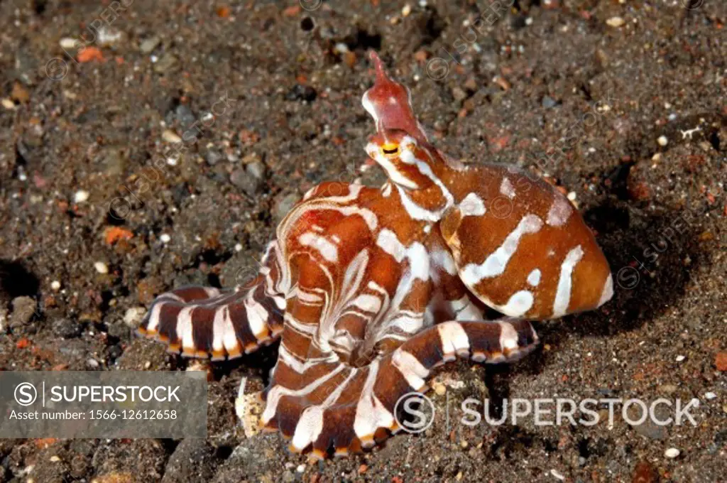 The Wonderpus Octopus, Wunderpus photogenicus. Tulamben, Bali, Indonesia. Bali Sea, Indian Ocean.