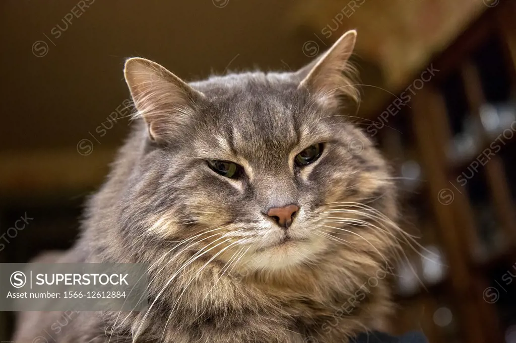 Portrait of Elder / senior housecat.
