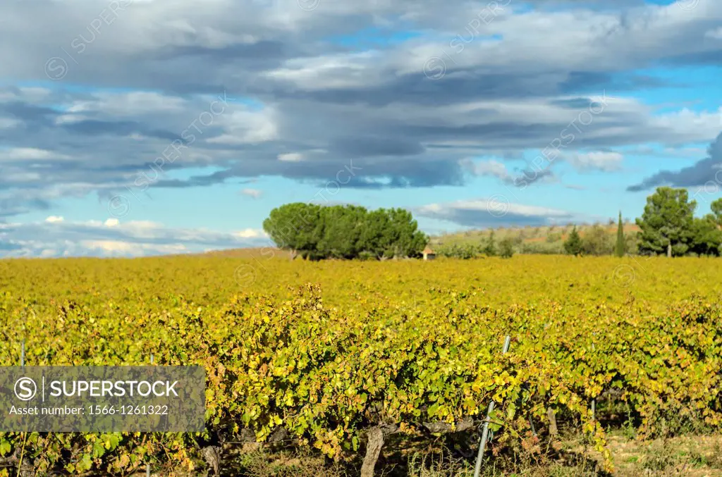 Cariñena vineyards in Autumn, Aragon, Spain