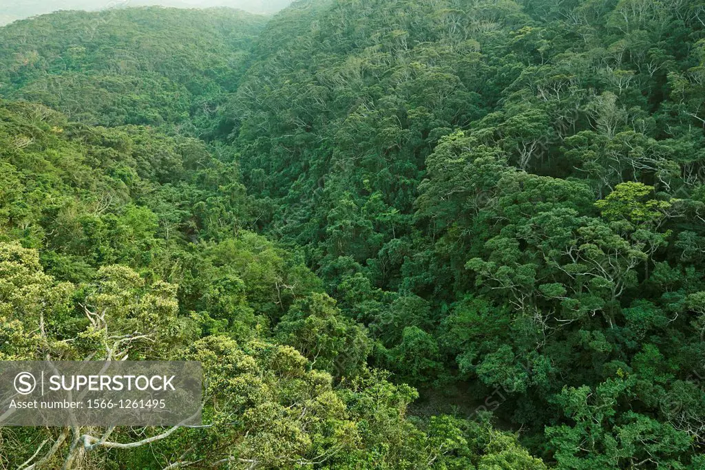 The Yanbaru Forest in northern Okinawa, Japan, one of the world´s most dense and diverse sub-tropical forests