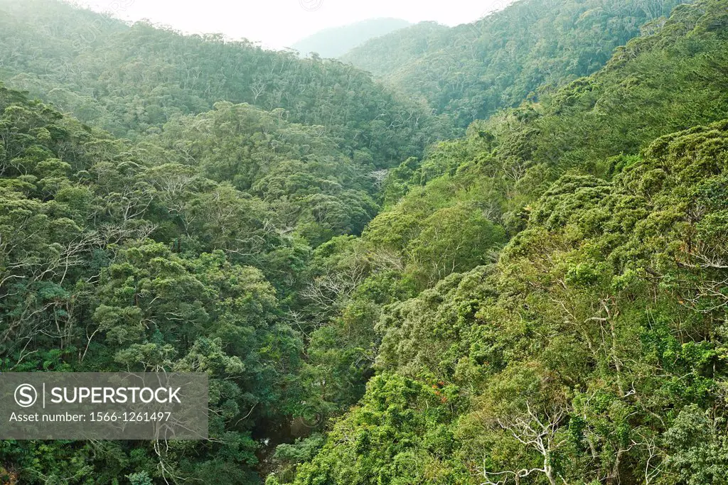 The Yanbaru Forest in northern Okinawa, Japan, one of the world´s most dense and diverse sub-tropical forests