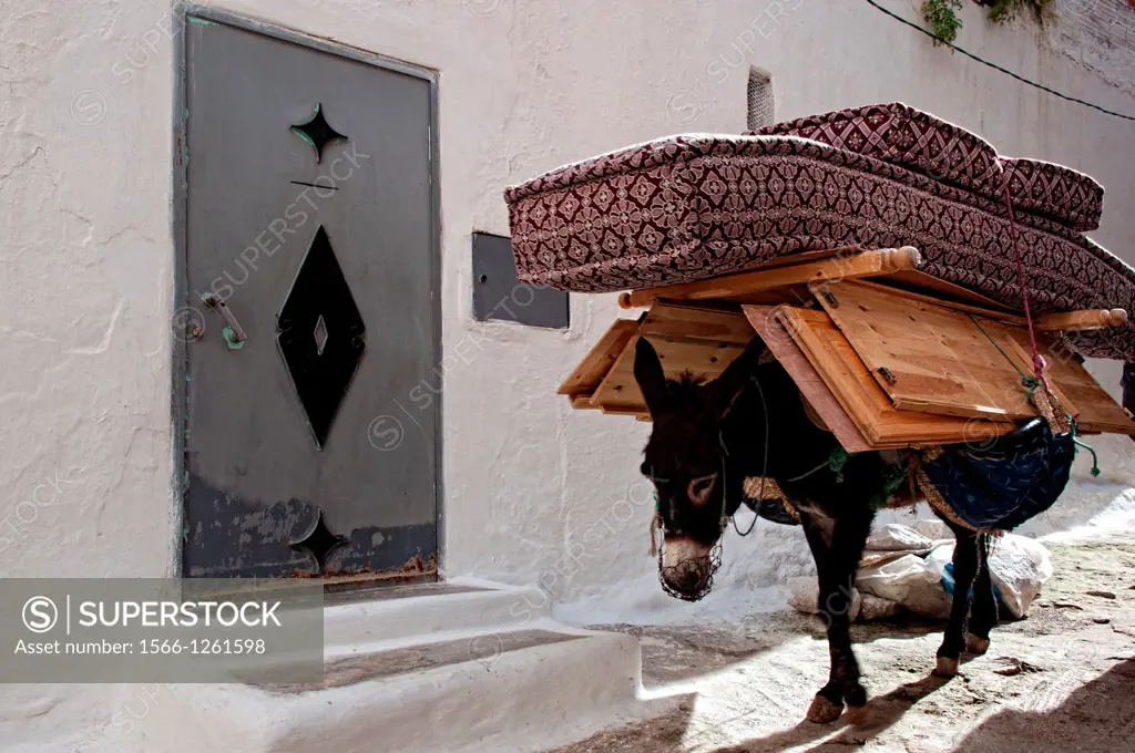 Donkey in the streets of Moulay Idriss. Morocco