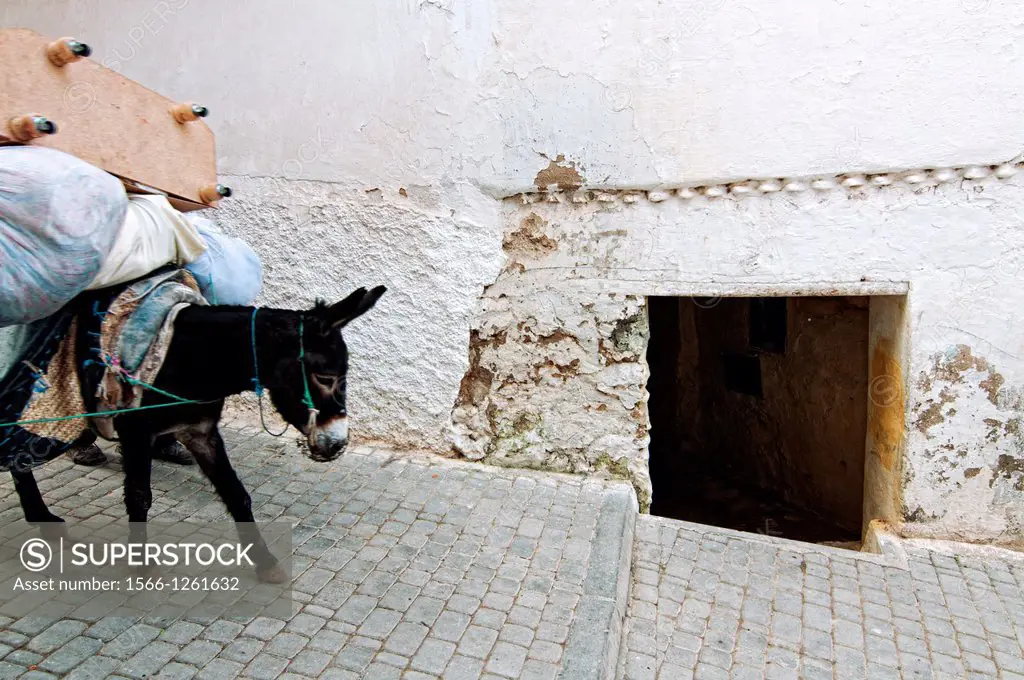 Donkey on the streets of Moulay Idriss. Morocco