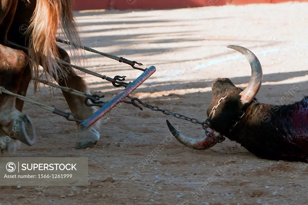 The dragging of a dead bulls carcass from the ring
