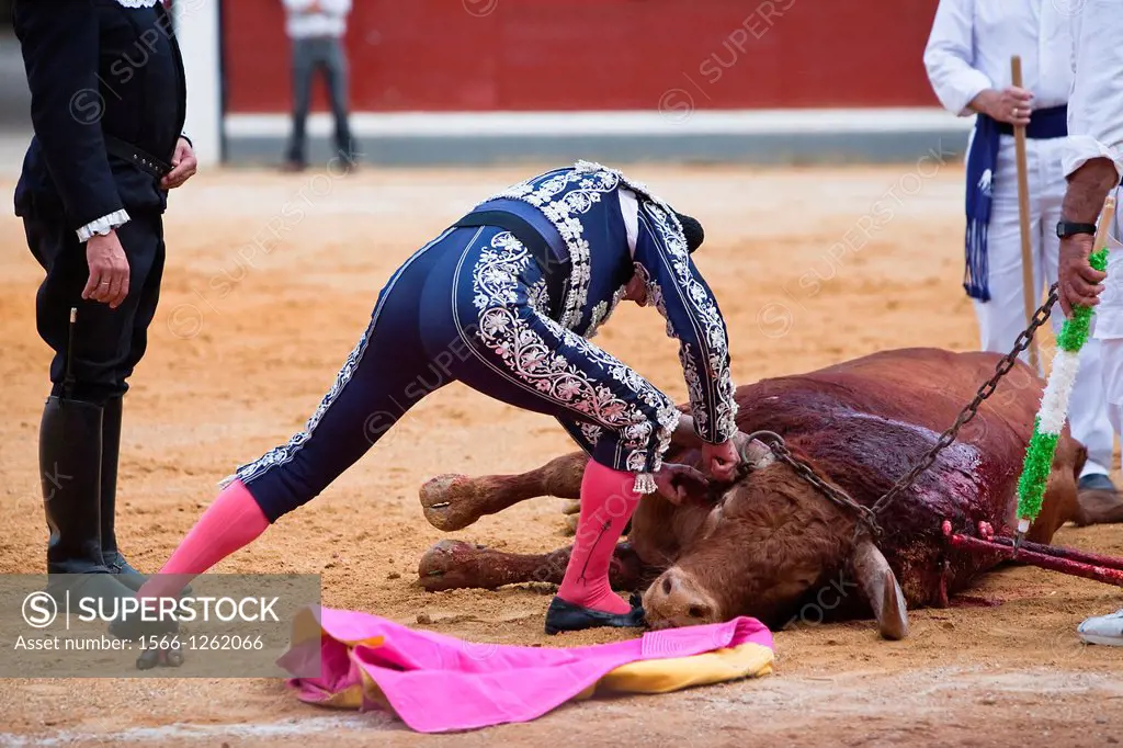 Bullfighter by cutting off the ear of the bull as a trophy, Spain
