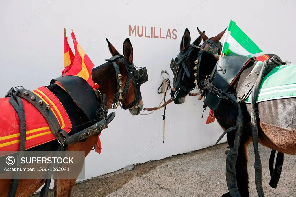 Dragging mules in the courtyard of horses of the bullring of Pozoblanco, province of Cordoba, Spain
