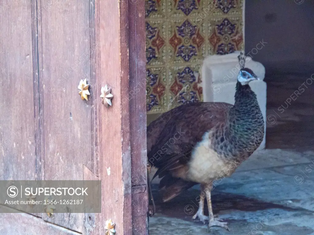 Female peacock peaking around door