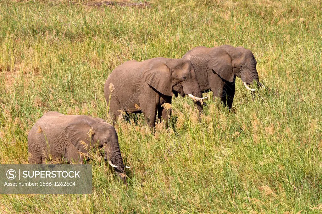 African Elephant (Loxodonta africana), eating reeds. The Common Reeds (Phragmites australis) are found in wetland, banks and shallows, the elephant ea...