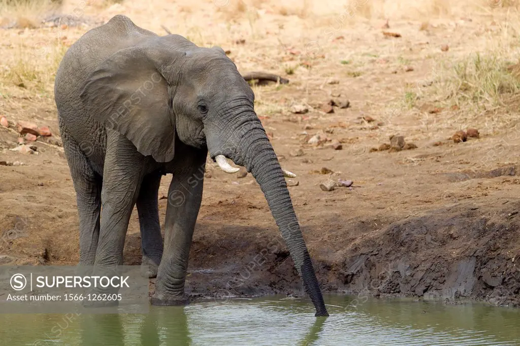 African Elephant (Loxodonta africana), in the waterhole, Kruger National Park, South Africa.