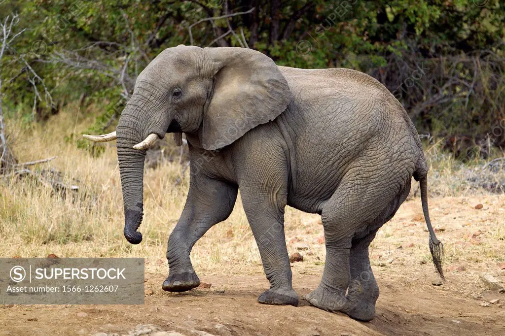 African Elephant (Loxodonta africana), Kruger National Park, South Africa.