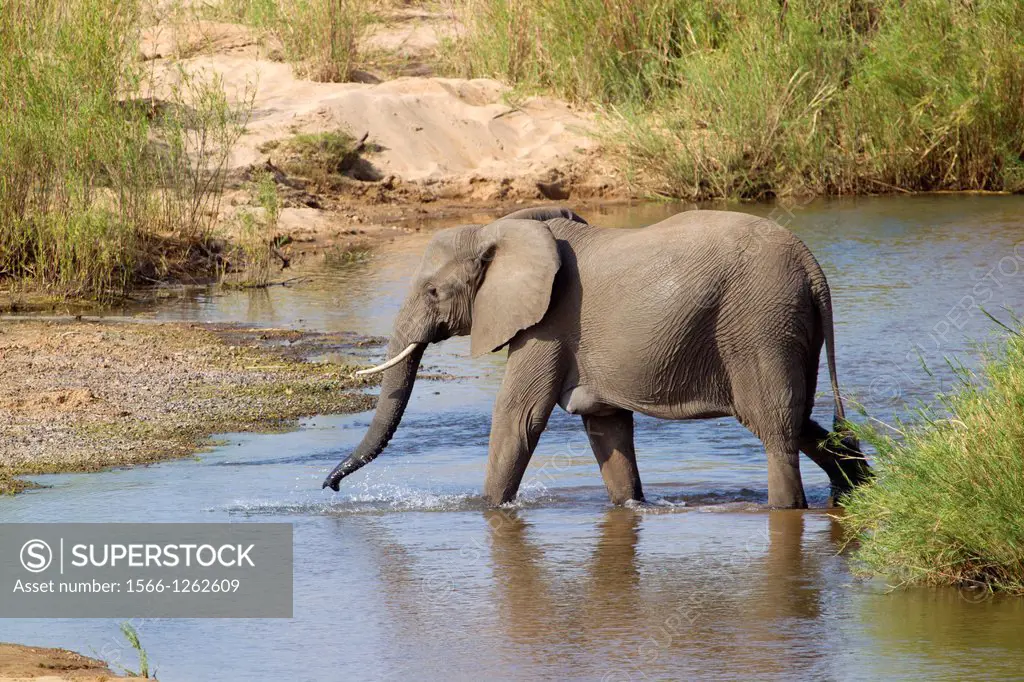 African Elephant (Loxodonta africana), crossing the river, Kruger National Park, South Africa.