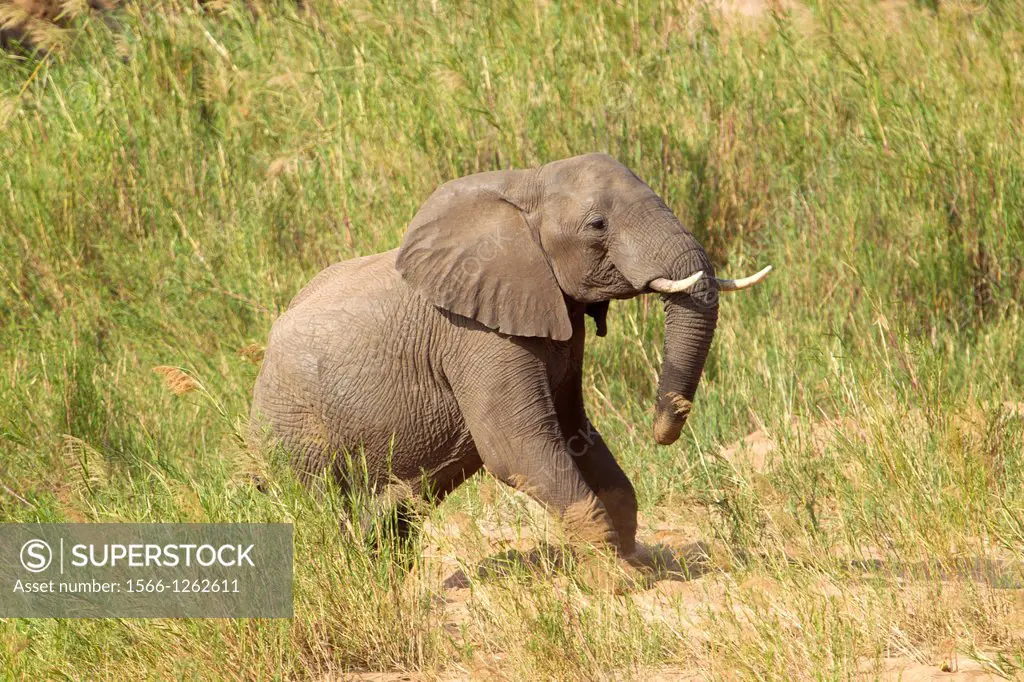 African Elephant (Loxodonta africana), in the reeds. The Common Reeds (Phragmites australis) are found in wetland, banks and shallows, the elephant ea...