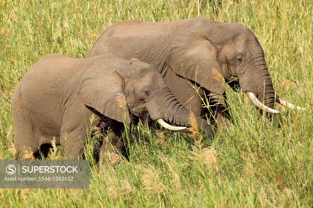 African Elephant (Loxodonta africana), eating reeds. The Common Reeds (Phragmites australis) are found in wetland, banks and shallows, the elephant ea...