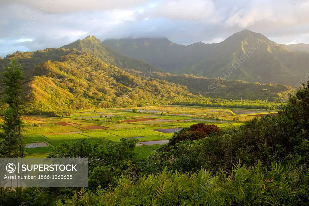 Hanalei Valley and Taro Fields on Kauai, Hawaii, USA.