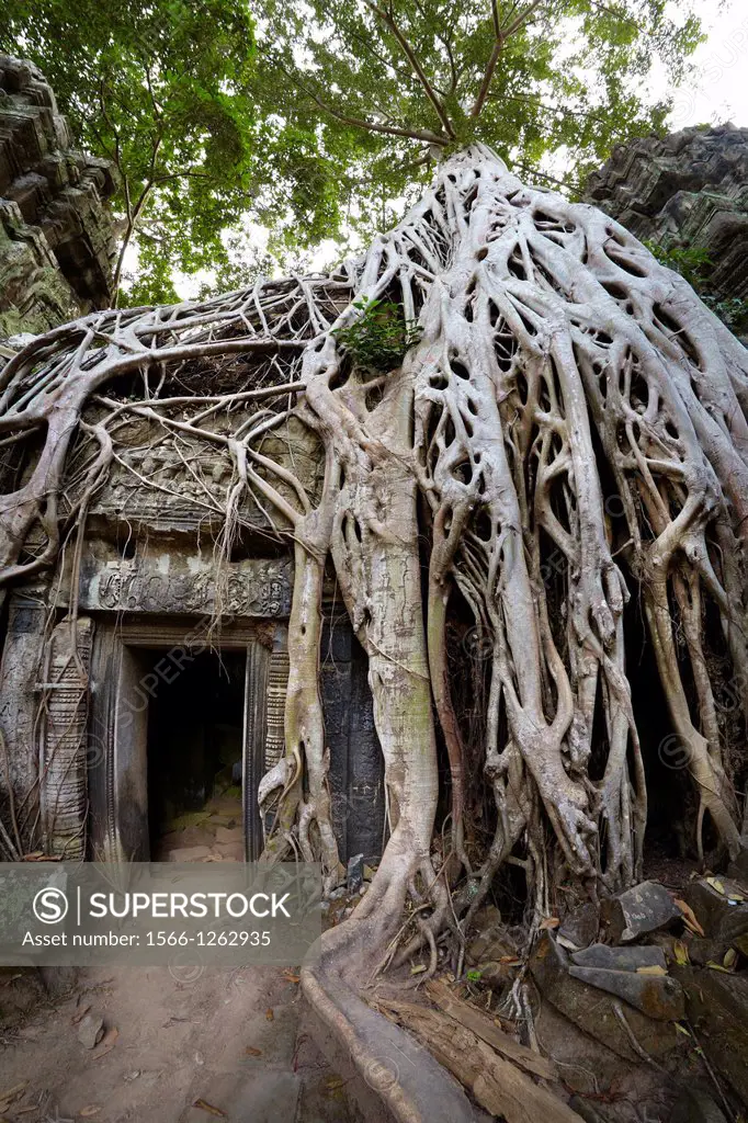 Angkor - tangle of roots of overgrowing ruins of the Ta Prohm Temple, Angkor Temples Complex, Siem Reap Province, Cambodia, Asia, UNESCO
