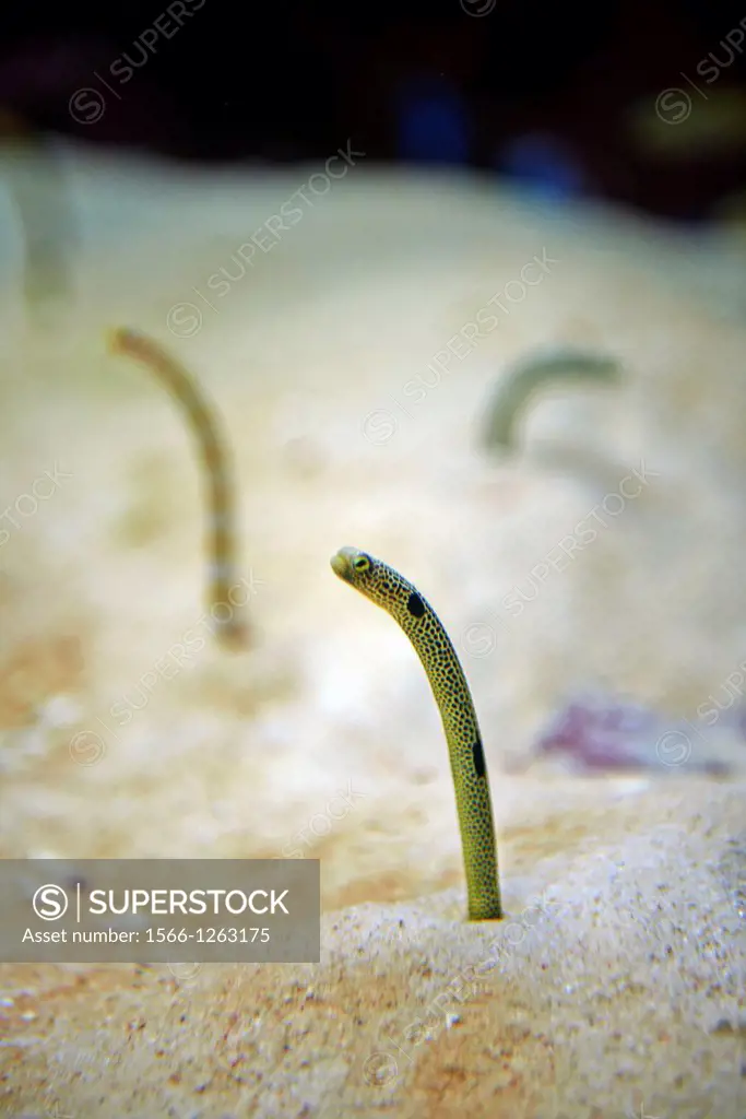 A jawfish peaks out of the sand at The Okinawa Churaumi Aquarium located within the Ocean Expo Commemorative National Government Park in Okinawa, Japa...